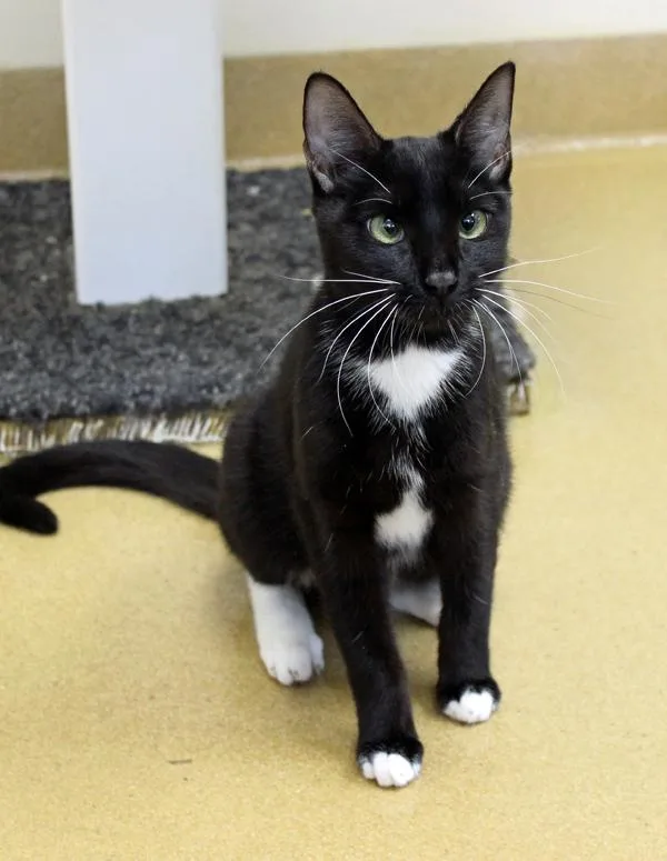 A young small-sized female Black & White / Tuxedo Domestic Short Hair cat named Staples for adoption in Mansfield, MA
