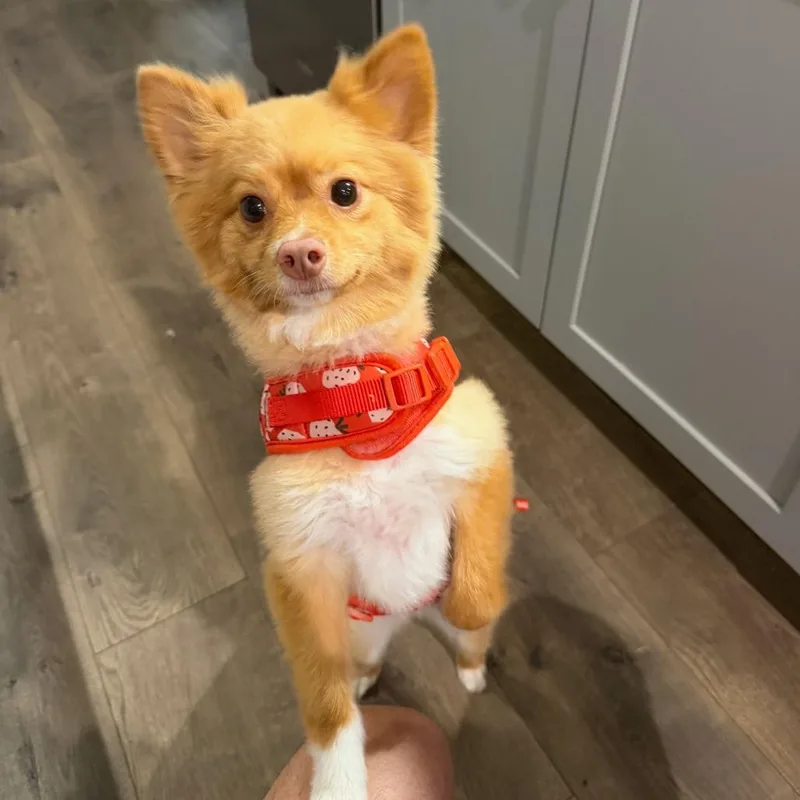 An adult small-sized male Pomeranian dog named Tanner for adoption in Fairfax, VA