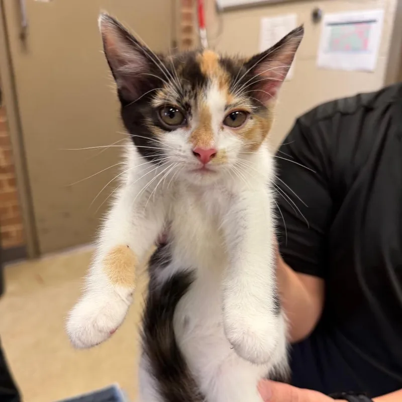 A baby small-sized female Calico Domestic Short Hair cat named Marbles for adoption in Birmingham, AL