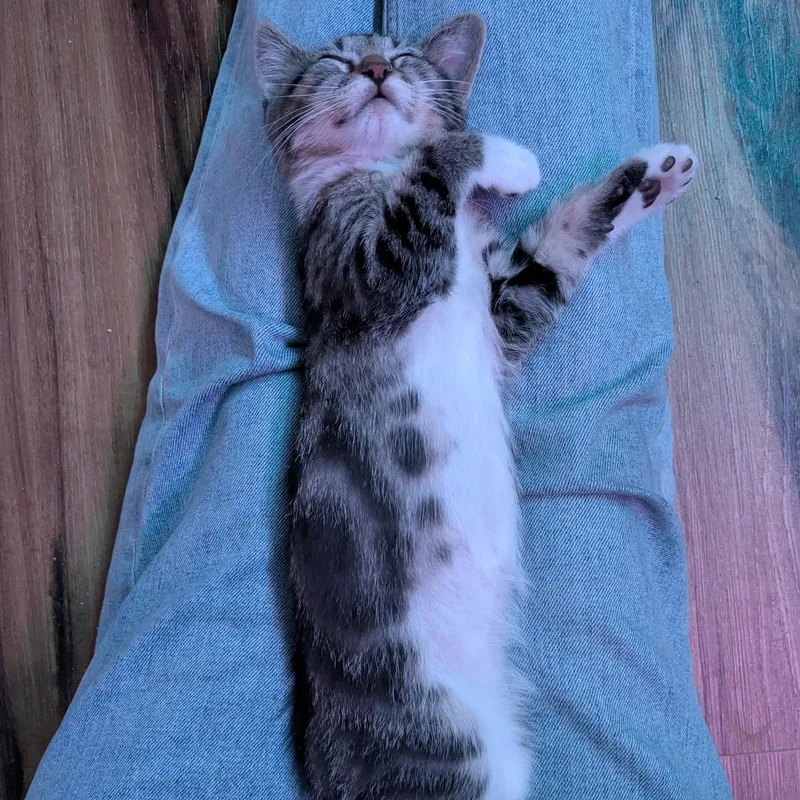 A baby medium-sized female Tabby (Gray / Blue / Silver) Domestic Short Hair cat named Husqvarna for adoption in Denver, CO