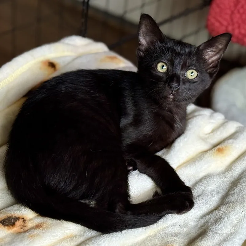 A young small-sized male Black Domestic Short Hair cat named Cricket for adoption in Los Angeles, CA