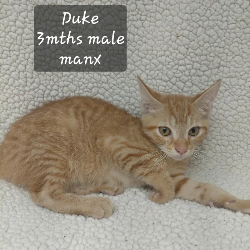 A baby small-sized male Manx cat named Duke for adoption in New Tazewell, TN