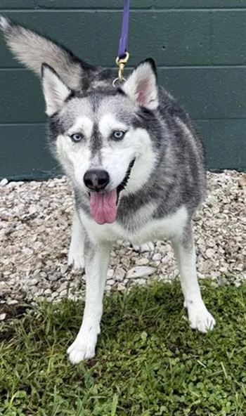 An adult large-sized female Siberian Husky dog named Cece for adoption in Naples, FL