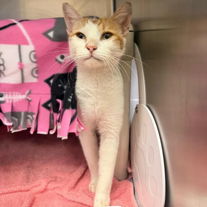 A young medium-sized female Domestic Short Hair cat named "Spaghetti" for adoption in Perkiomenville, PA