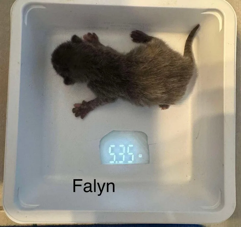 Faelyn thumbnail 2