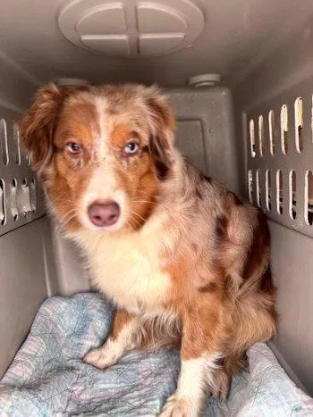 A young medium-sized female Yellow / Tan / Blond / Fawn Australian Shepherd dog named Chocolate for adoption in Bedford Hills, NY