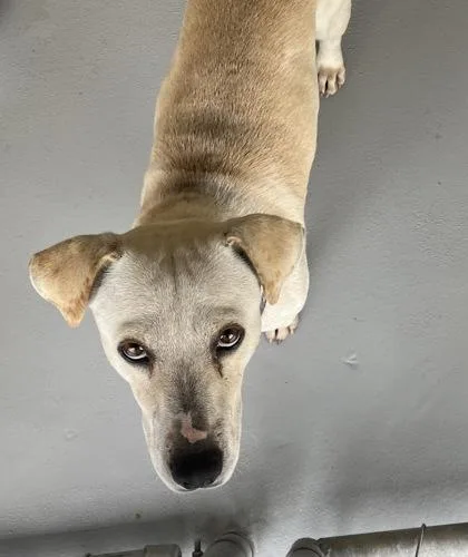 An adult medium-sized male Apricot / Beige Chihuahua dog named Horton for adoption in Harlingen, TX