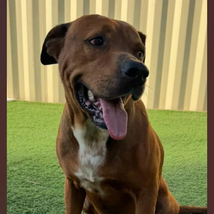 An adult large-sized male Brown / Chocolate Mastiff dog named Alamo for adoption in Hagerstown, MD