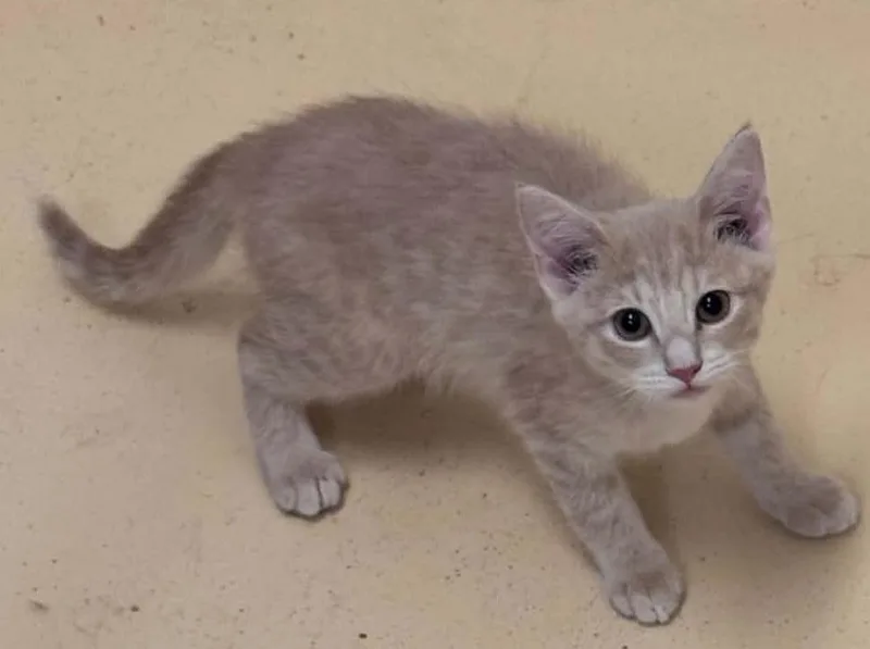 A baby small-sized female Buff / Tan / Fawn Domestic Short Hair cat named Wednesday for adoption in Tappahannock, VA