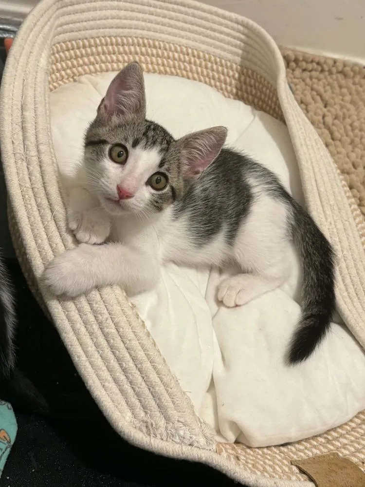 A baby small-sized male Domestic Short Hair cat named Elif for adoption in tucson, AZ