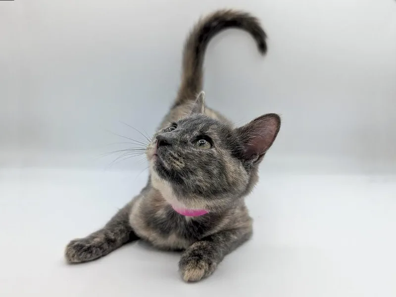 A baby small-sized female Dilute Tortoiseshell cat named Navi for adoption in Powell, OH