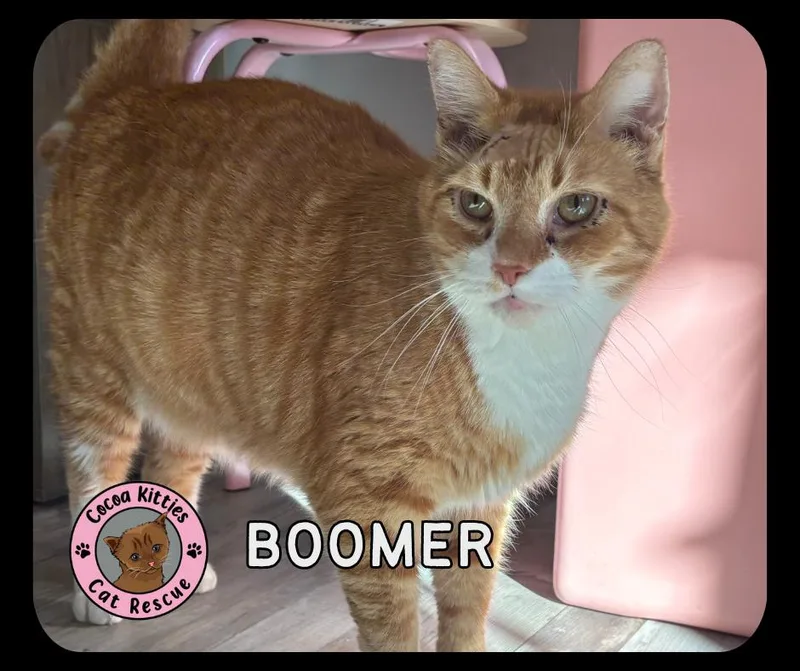 An adult extra large-sized male Domestic Short Hair cat named Boomer for adoption in Hershey, PA