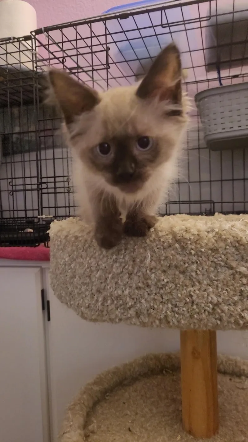 A baby small-sized male Ragamuffin cat named Gummi Bear for adoption in Escalon, CA