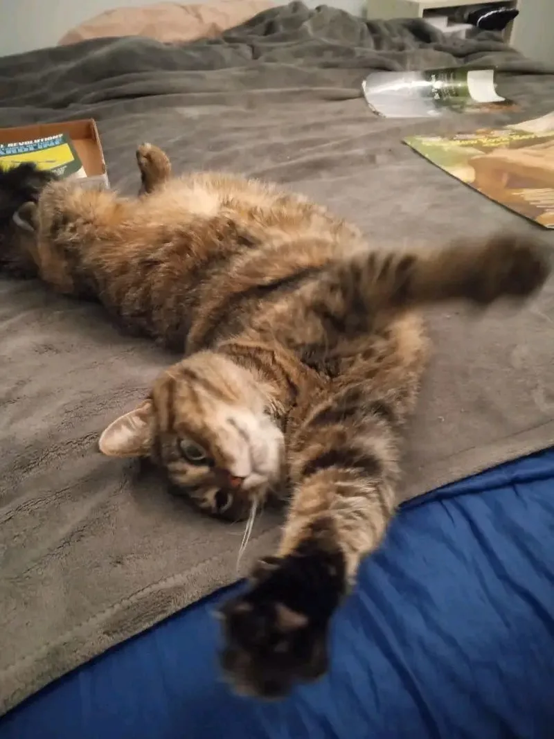 A senior large-sized female Tabby (Brown / Chocolate) Domestic Short Hair cat named Addie for adoption in Nottingham, MD