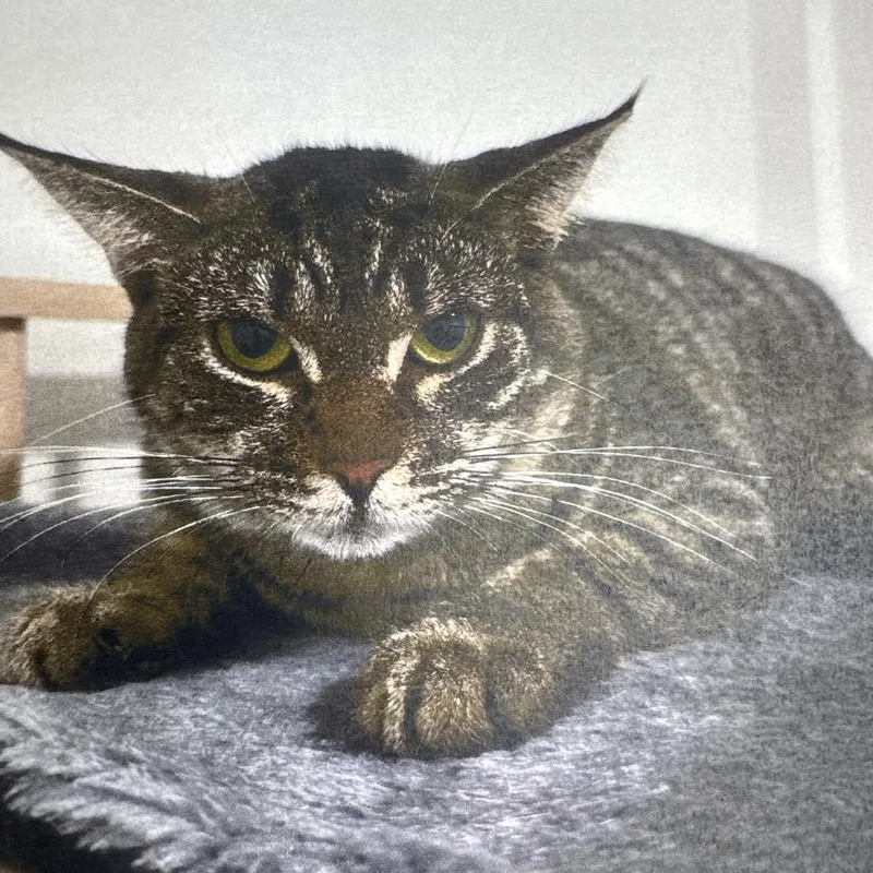 An adult medium-sized female Brown / Chocolate Domestic Short Hair cat named Tammy for adoption in Hamburg, NY