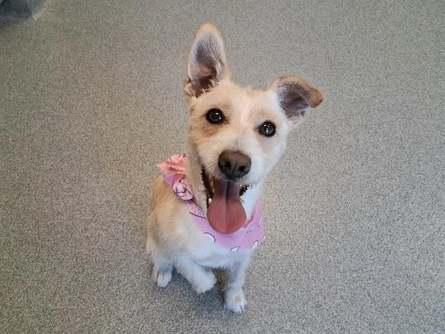A young medium-sized female Cairn Terrier dog named Dream for adoption in Tustin, CA