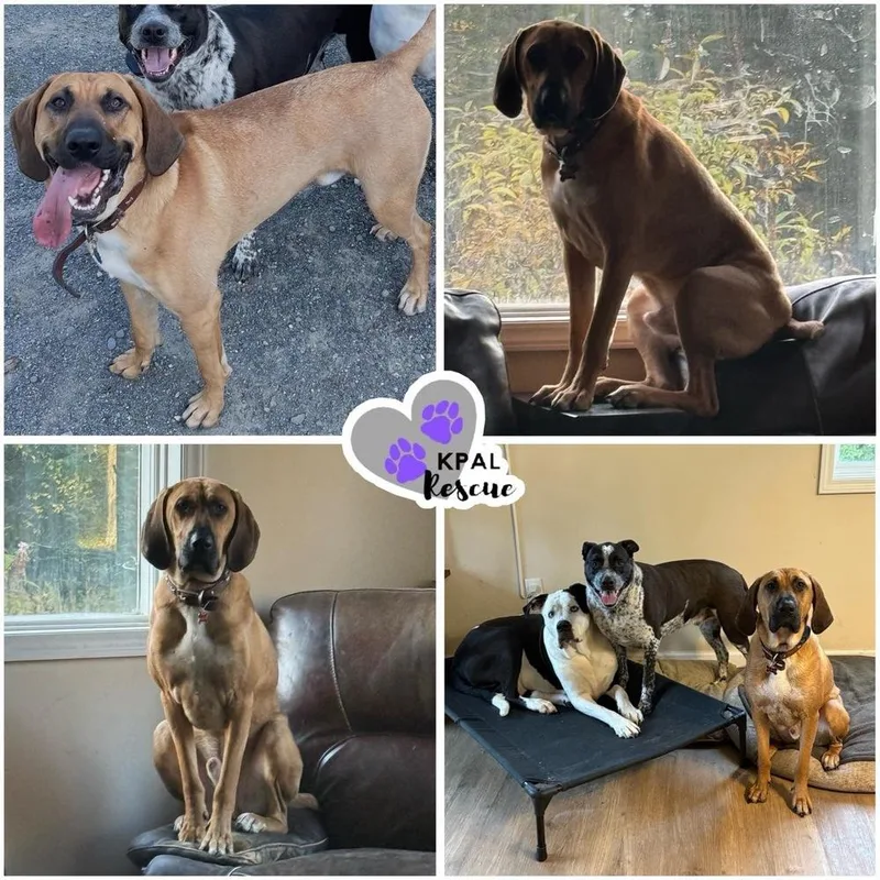 An adult large-sized male Yellow / Tan / Blond / Fawn Black Mouth Cur dog named Walker for adoption in Kenai, AK