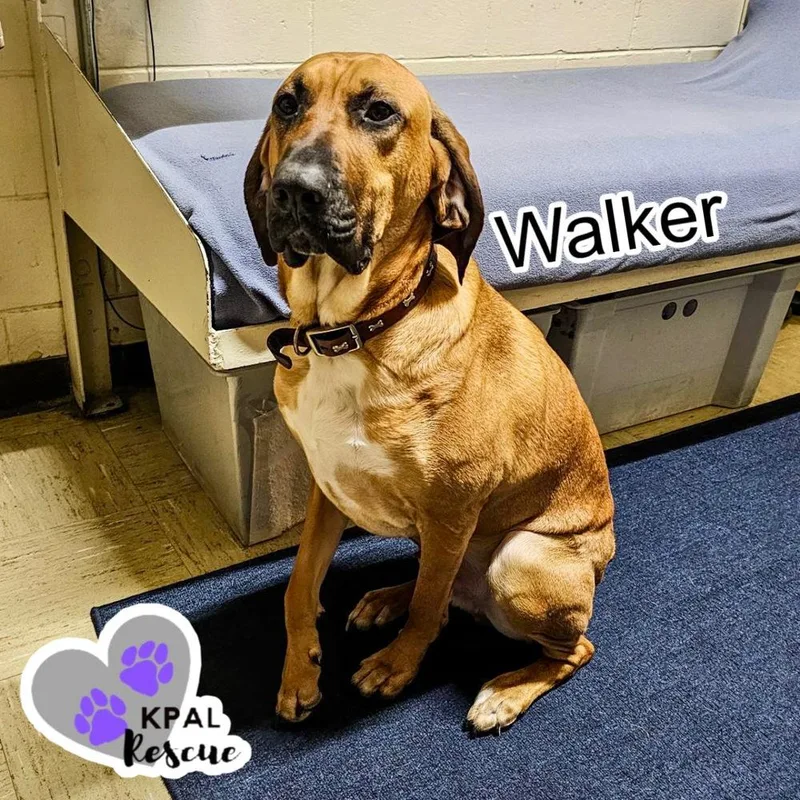 Walker thumbnail 2