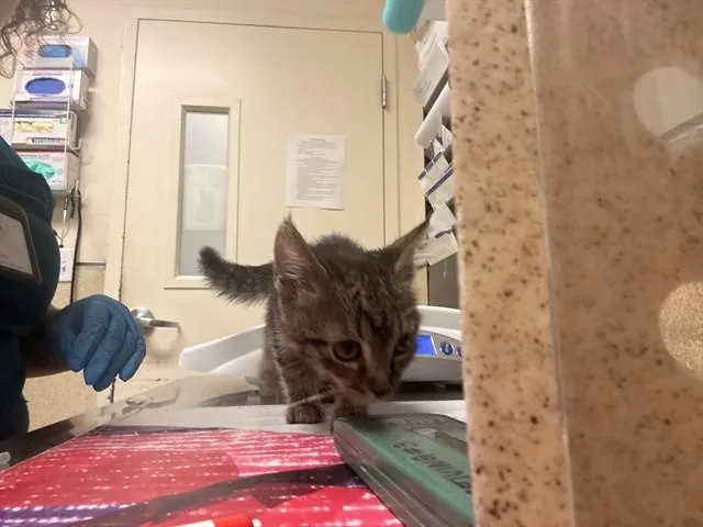 A baby small-sized female Domestic Short Hair cat named Coraline for adoption in Riverside, CA