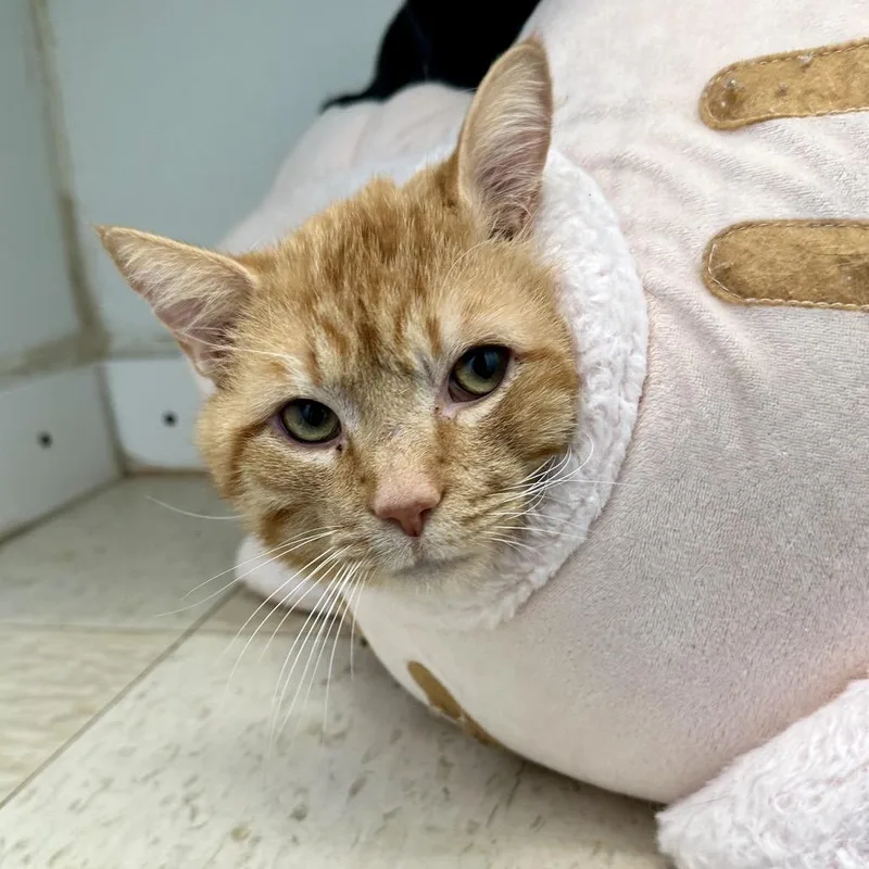 Lazlow Sullivan Petsense