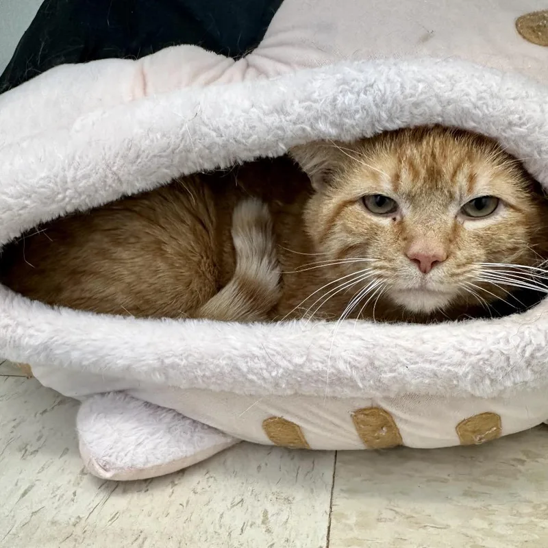 Lazlow Sullivan Petsense thumbnail 2