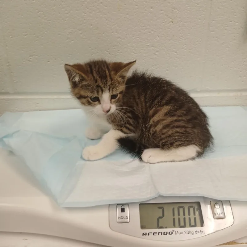 A baby small-sized male Gray / Blue / Silver Domestic Short Hair cat named Clara for adoption in Chattanooga, TN