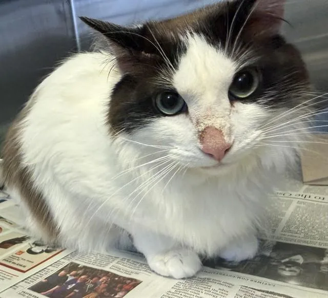 A young small-sized male Ragdoll cat named Loki for adoption in Lancaster, CA