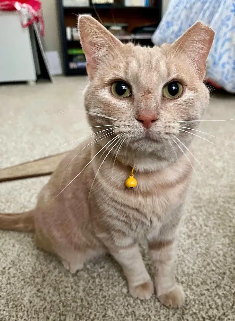 An adult medium-sized female Tabby (Orange / Red) Tabby cat named Pumpkin for adoption in Oriental, NC