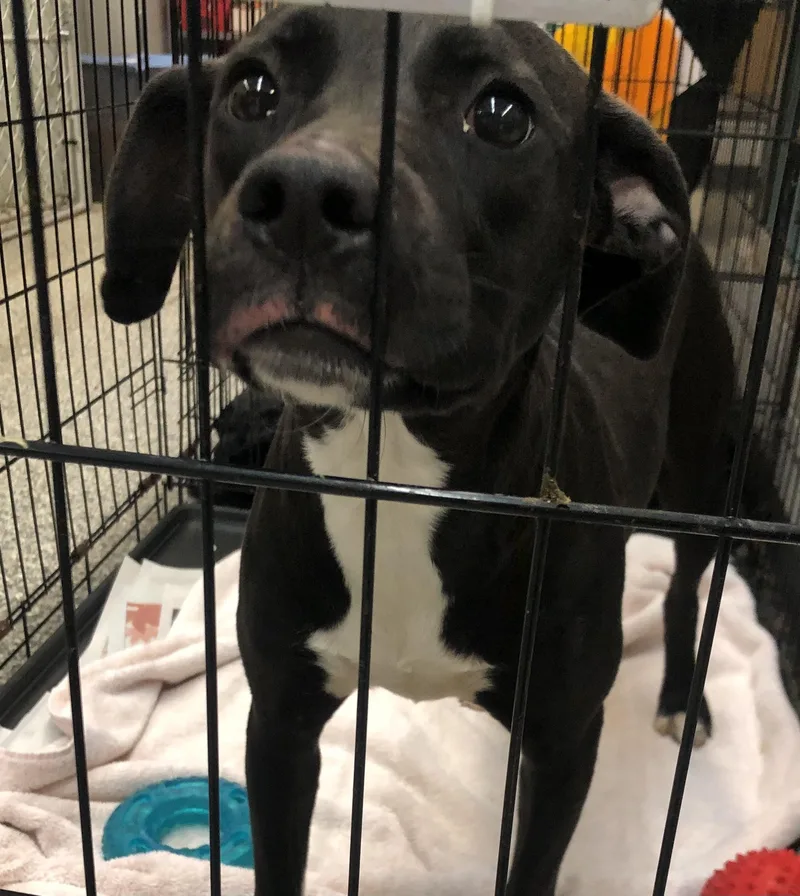 A baby medium-sized female Black Labrador Retriever dog named Mira for adoption in Parma, OH