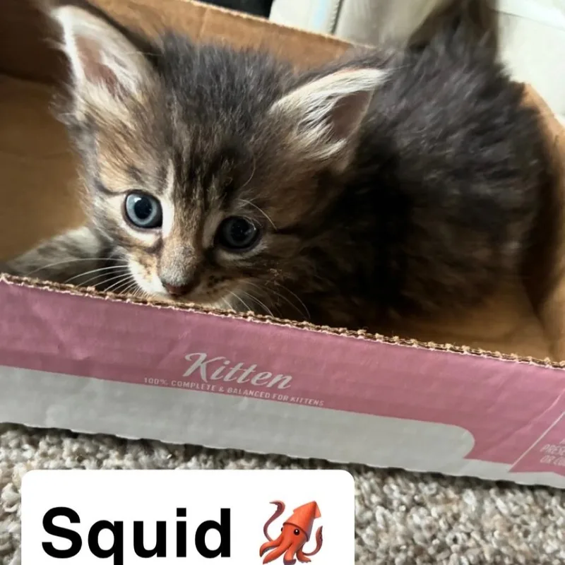 A baby small-sized male Gray / Blue / Silver Domestic Medium Hair cat named Squid for adoption in Abingdon, MD