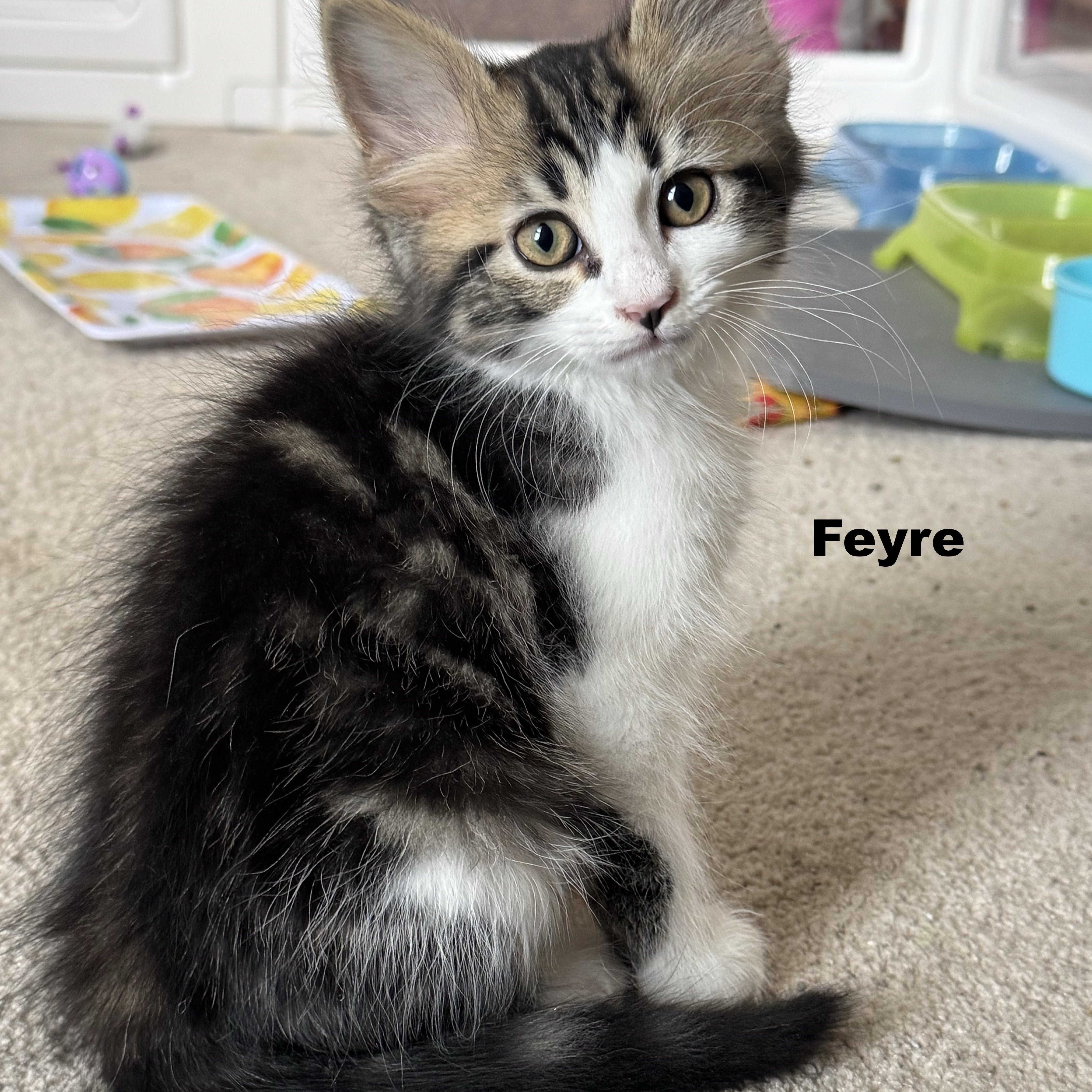 A baby medium-sized female Black Domestic Medium Hair cat named Feyre for adoption in Murfreesboro, TN