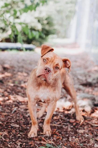 An adult medium-sized male American Staffordshire Terrier dog named a Chancellor for adoption in North Charleston, SC
