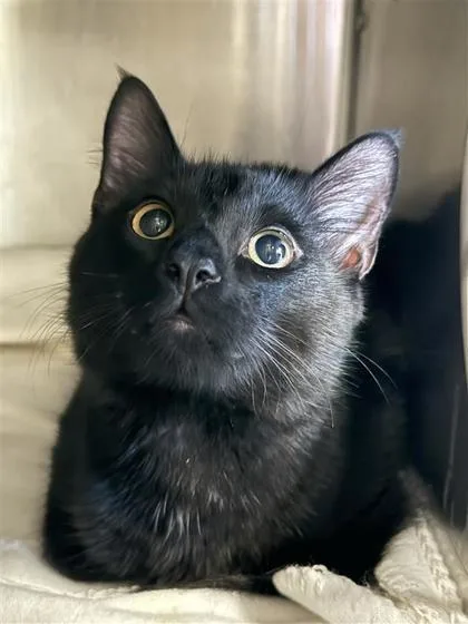 Soot