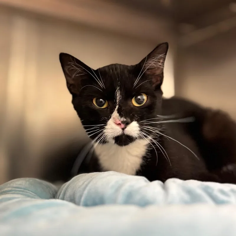 A baby medium-sized male Black Domestic Short Hair cat named Fred for adoption in Nashville, IN