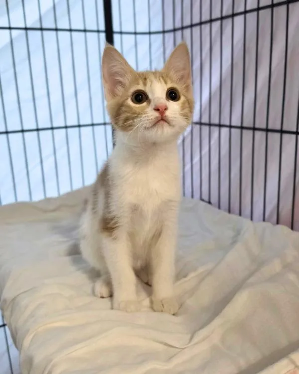 A baby small-sized female Domestic Short Hair cat named Noodle for adoption in Novato, CA