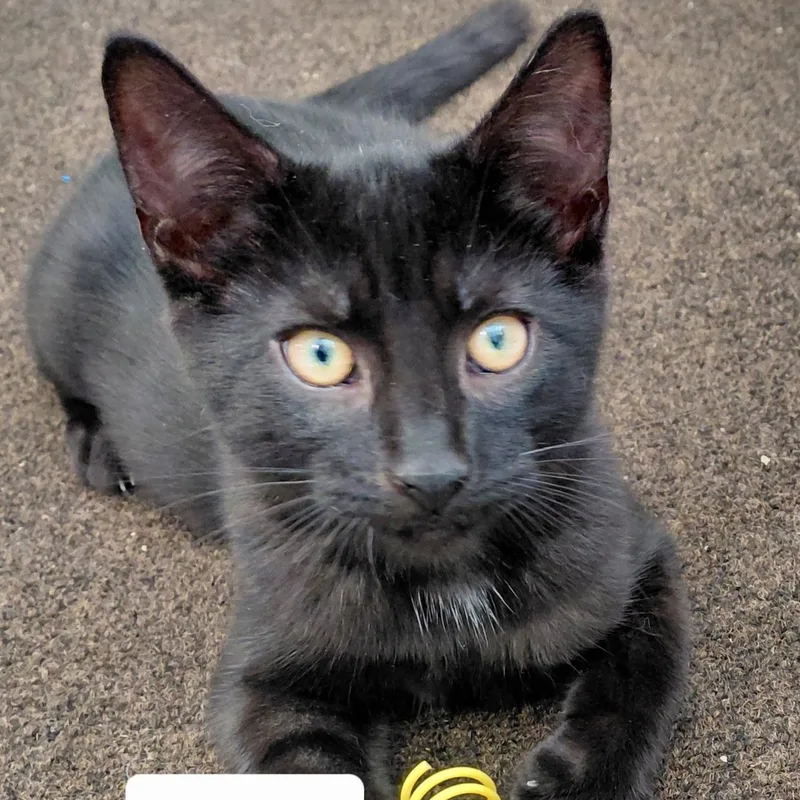 A baby medium-sized male Black Domestic Short Hair cat named Austin for adoption in Landenberg, PA