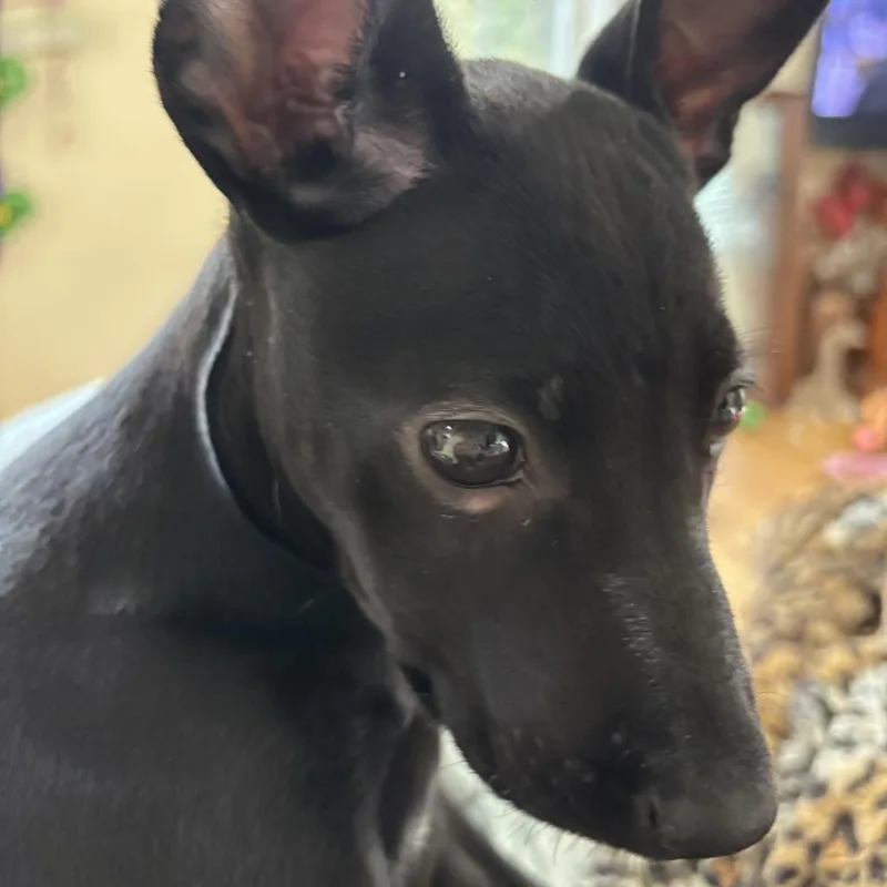 A baby small-sized female Black Labrador Retriever dog named Gladys for adoption in Starkville, MS