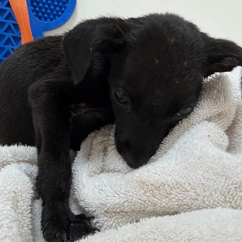 Gladys thumbnail 2