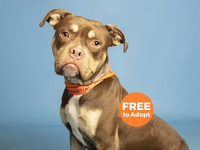 A young large-sized male Pit Bull Terrier dog named Milk Dud for adoption in Phoenix, AZ
