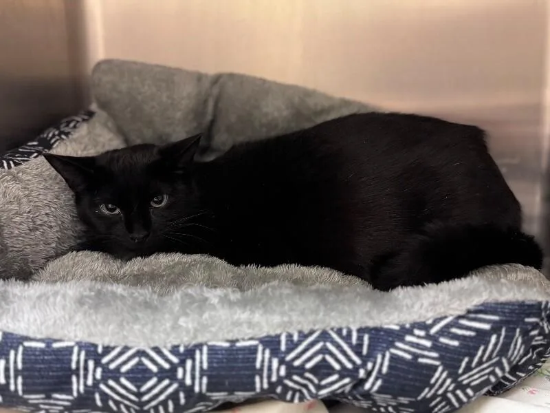 An adult medium-sized female Black Domestic Short Hair cat named Heidi for adoption in Disputanta, VA