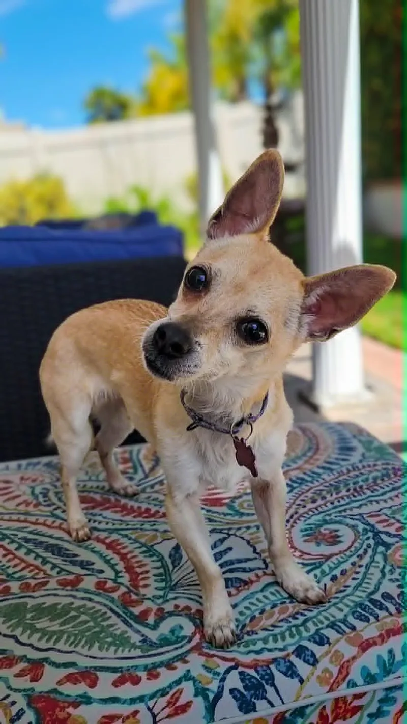An adult small-sized male Chihuahua dog named Pops for adoption in Anza, CA