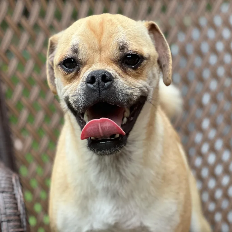 An adult small-sized female Pug dog named Cindy Lou for adoption in High Point, NC