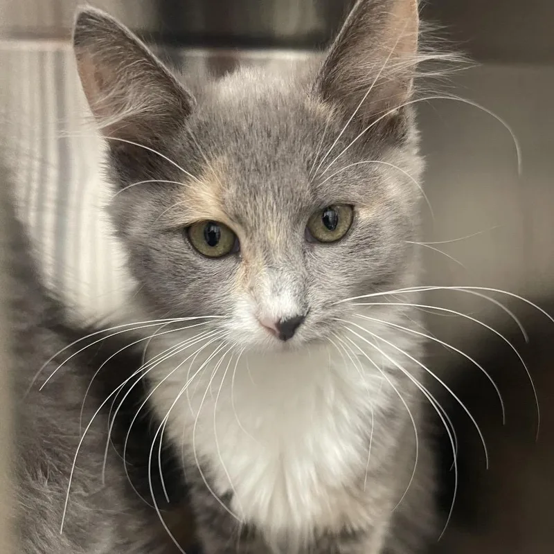 A baby small-sized female Calico Domestic Medium Hair cat named Nosy Rosie for adoption in Mentor, OH