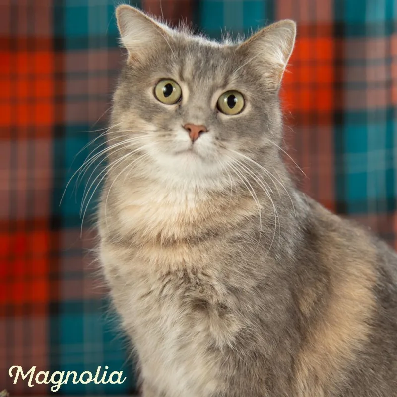 Magnolia thumbnail 2