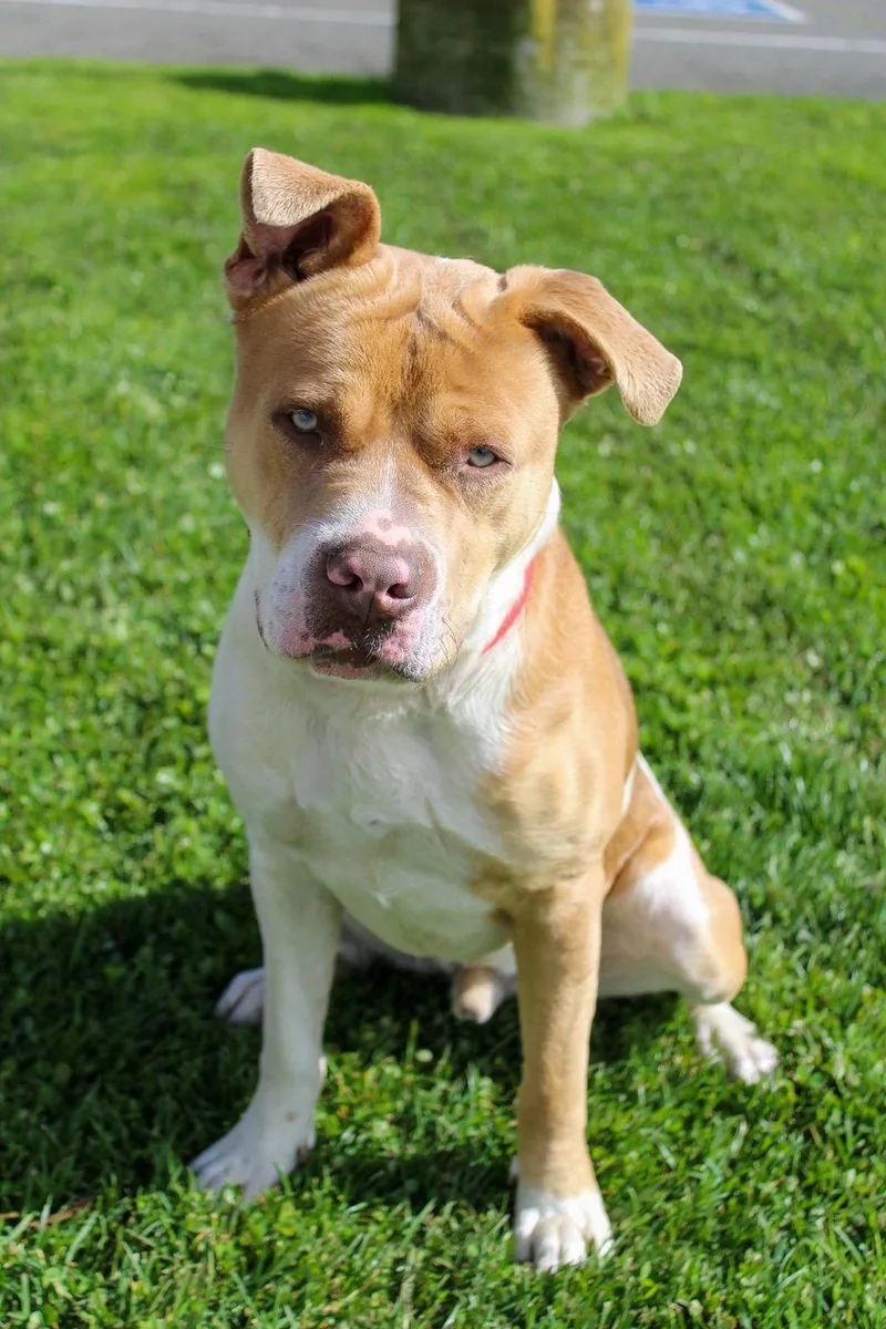 A young large-sized male Pit Bull Terrier dog named Chico for adoption in Petaluma, CA