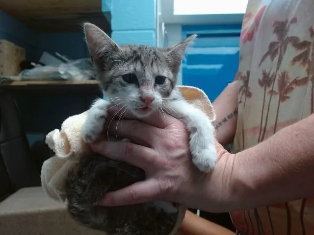 A baby small-sized female Domestic Short Hair cat named Sky Lake for adoption in Albuquerque, NM