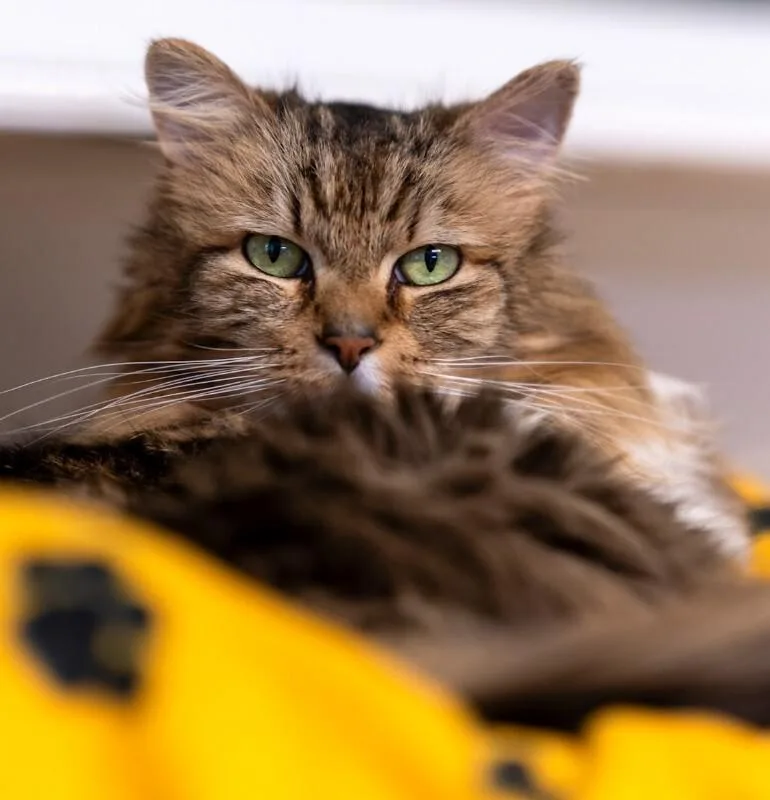 A senior medium-sized male Domestic Long Hair cat named Matcha for adoption in Arlington, WA
