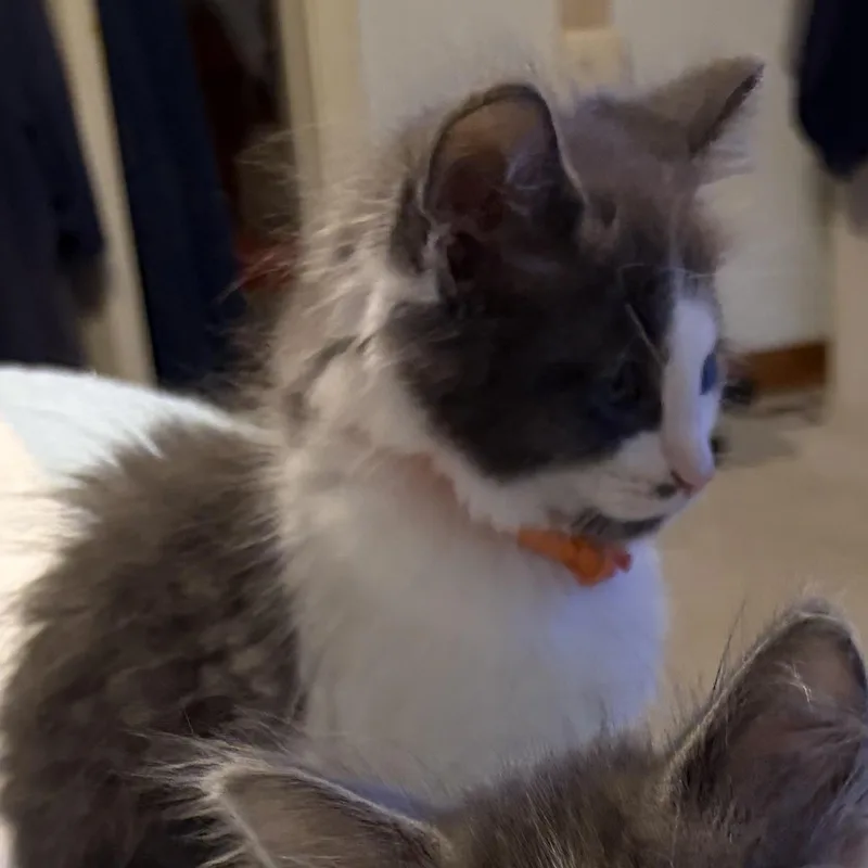 A baby medium-sized male Domestic Long Hair cat named Alfie for adoption in Houghton Lake, MI