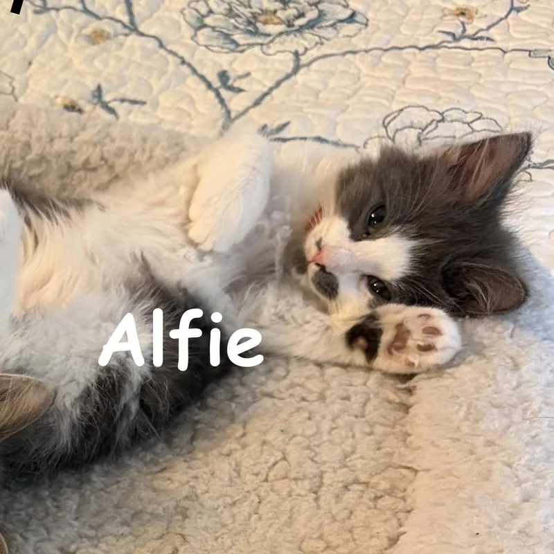 Alfie thumbnail 3