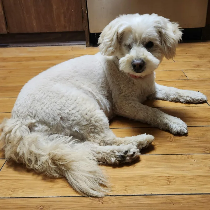 Tinkerbell thumbnail 3